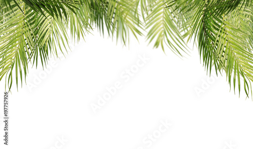 Tropical leaves, isolated on white background. Hanging palm tree branches.
