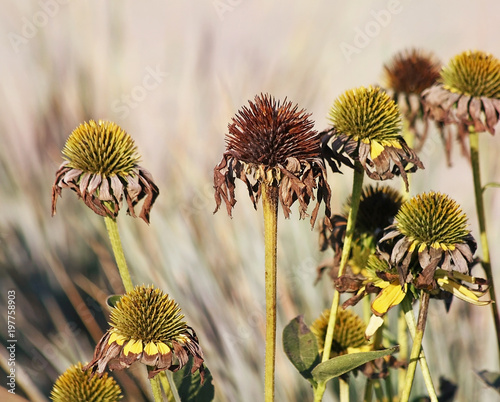 A garden of Coneflowers at the end of summer.  The Petals are dried and withered now but the seeds are full and ready to drop 