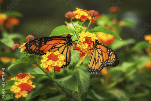 Two Monarch Butterflies on Yellow and Red Lantana Flowers © ArtofNatureandLight