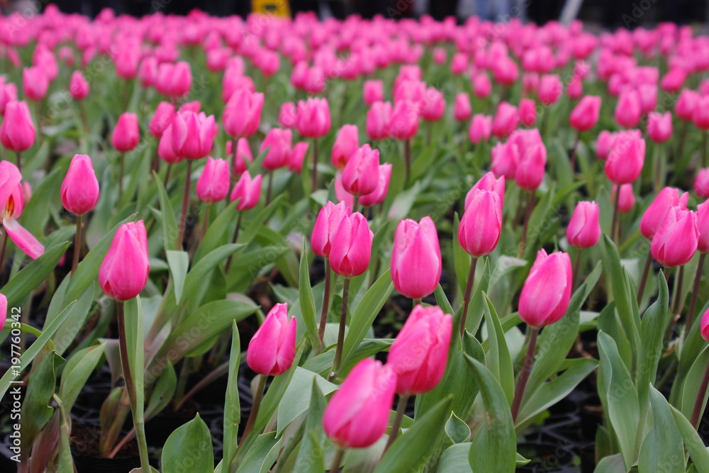 Tulipa Tulip humilis Helene