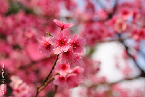 Sakura Flower Or Cherry Blossom