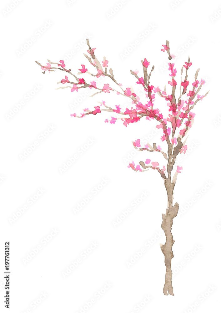 hand painted cheery blossom tree watercolor isolated on white background