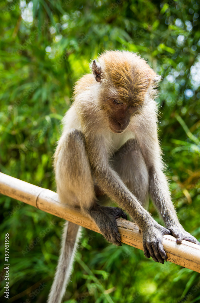 Obraz premium singes en thaïlande