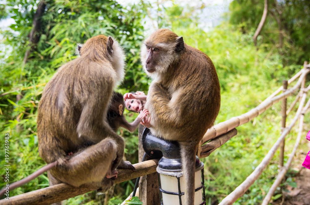 Naklejka premium singes en thaïlande