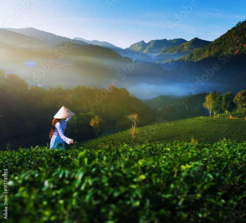 Tea Plantation in Sunrise People are collecting tea leaves.