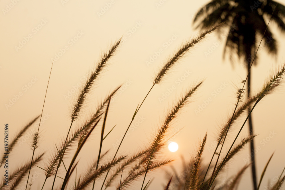 The golden grass that blazes along the breeze with summer sunshine. The golden grass that blazes along the breeze with summer sunshine.