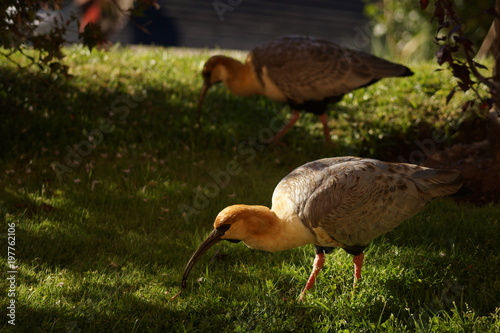 ibis in Patagonia, Argentina