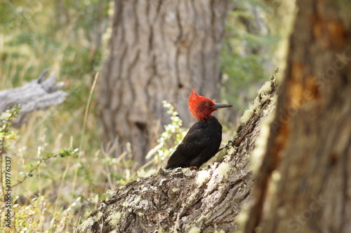 Magellan Woodpecker in Patagonia, Argentina