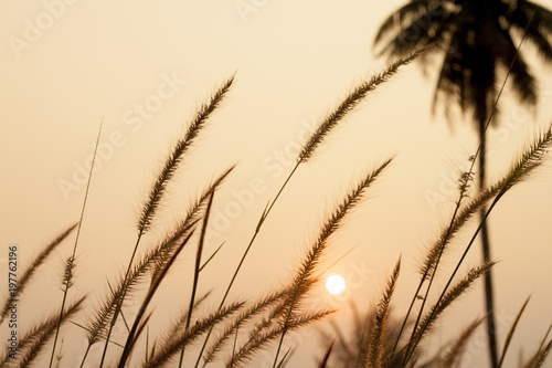 The golden grass that blazes along the breeze with summer sunshine.