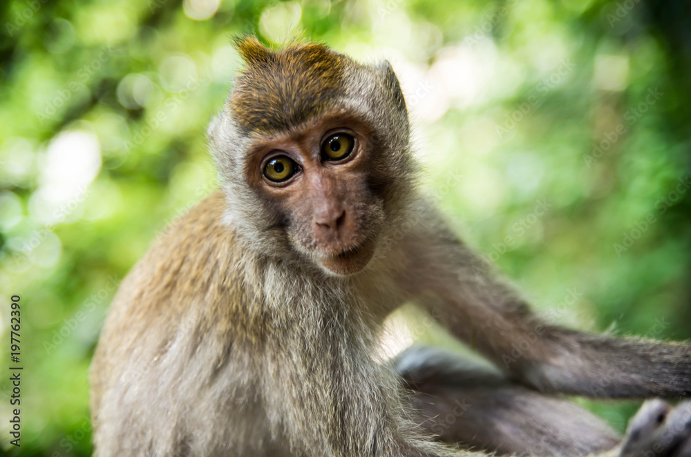 singes en thailande singes en thailande