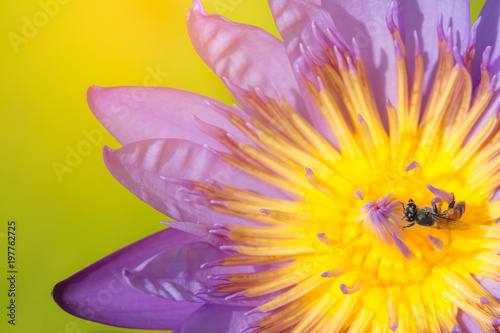 close up bee on pollen of beautiful lotus flower or water lily in sunlight  shallow depth of field