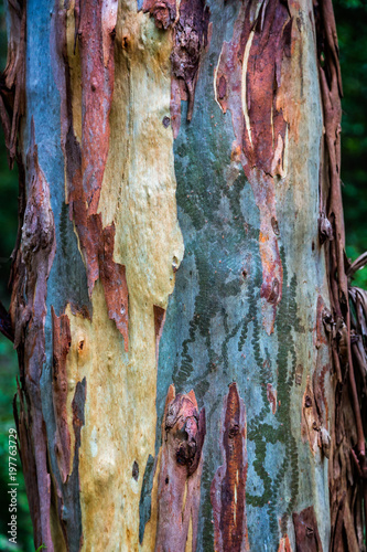 Close up of colourful multi hued scribbly gum eucalyptus tree trunk photo