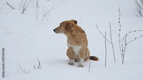 red-haired dog sitting on snow. a pet dog sits on the snow outdoors photo