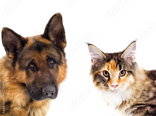 cat and dog peep out © Happy monkey