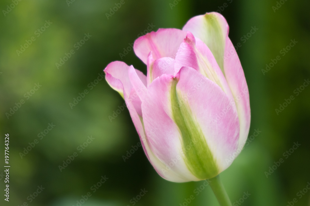rosa grüne Tulpe als Nahaufnahme mit schönen Bokeh rosa grüne Tulpe als Nahaufnahme mit schönen Bokeh