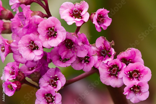 pinke Blume als Nahaufnahme mit schönen Bokeh © Helmut