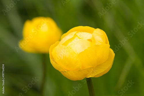 Foto gelbe Drollblumen als Nahaufnahme mit schönen Bokeh