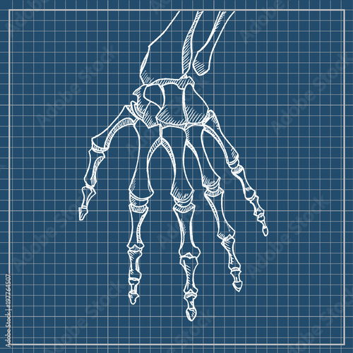 Skeleton hand vector. Sketch with hand bones isolated on white background.