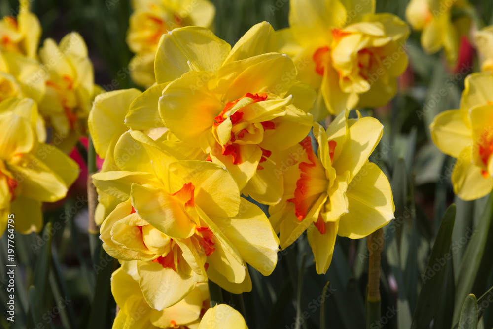 Fototapeta premium gelb orange Narzissen im Keukenhof in Holland als Nahaufnahme mit schönen Bokeh