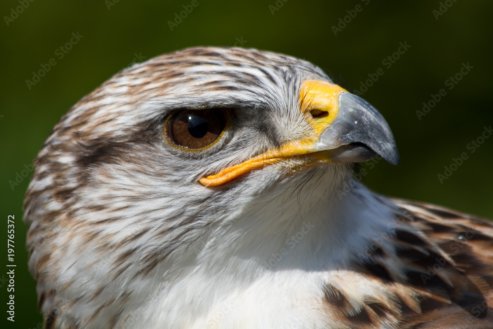 Greifvogel Portrait als Nahaufnahme mit schönen Bokeh Greifvogel Portrait als Nahaufnahme mit schönen Bokeh