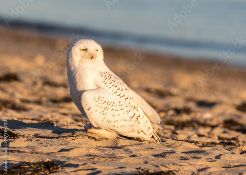 Snowy Owl on Beach