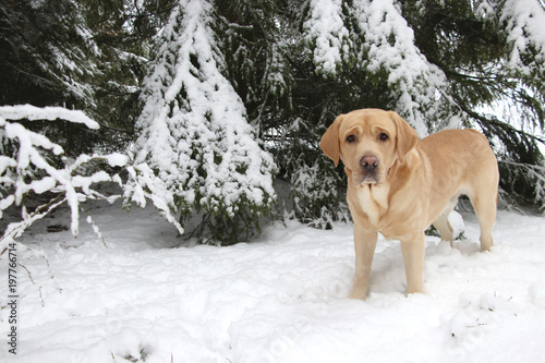 Yellow labrador dog playing in snow