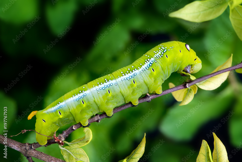 Oleander Hawk Moth Caterpillar. Oleander Hawk Moth Caterpillar.