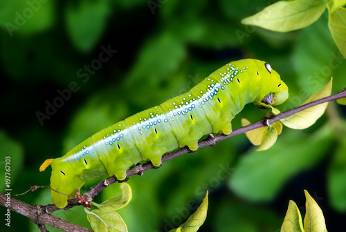Oleander Hawk Moth Caterpillar. © NPD stock
