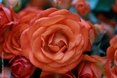 Rosa rosa photo