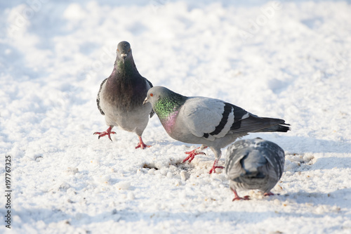 Piccioni sulla neve photo