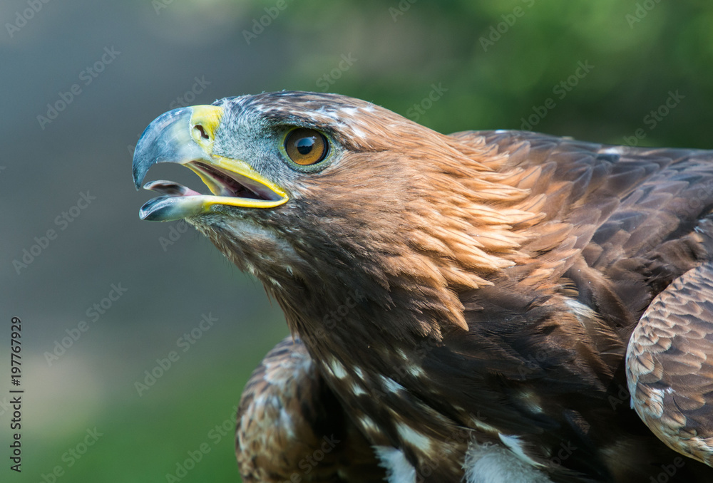 Fototapeta premium golden eagle, Aquila chrysaetos, orzeł przedni