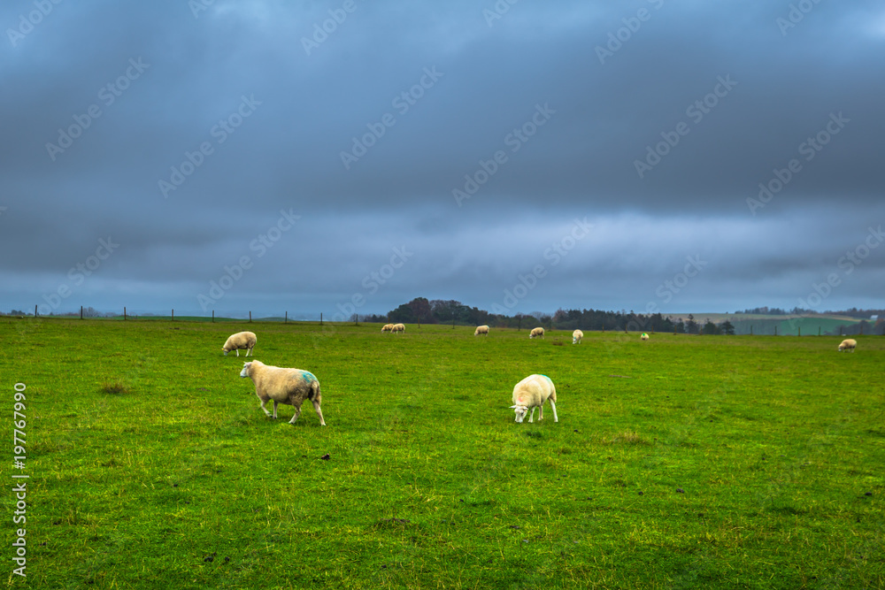 Obraz premium Ales Stones - October 22, 2017: Sheep grazing at the iron age Ales Stones in Skane, Sweden