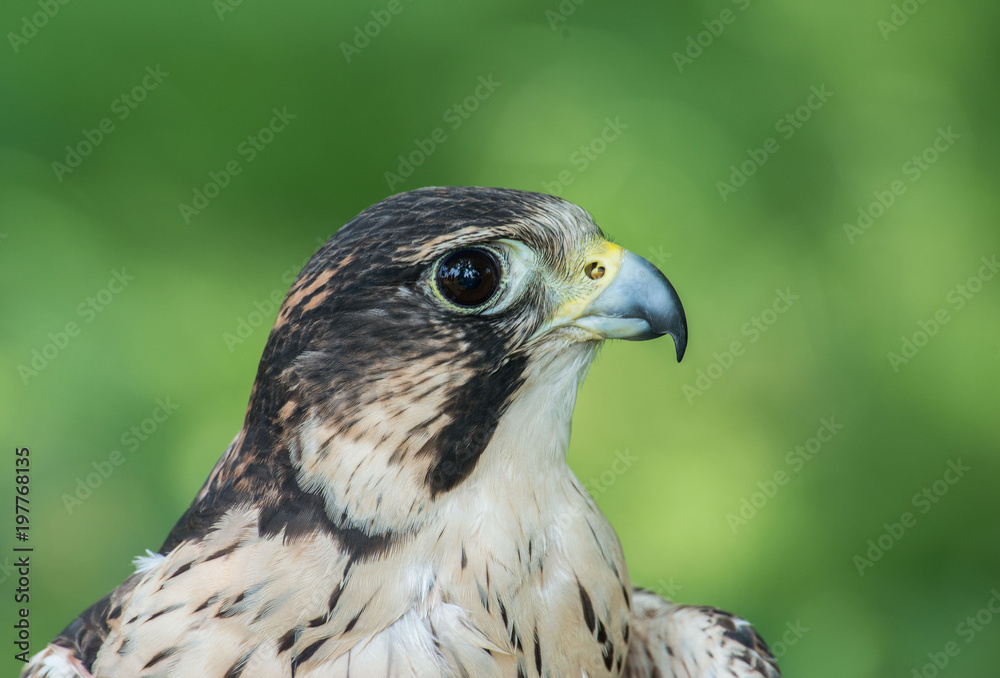 falcon - obrazy, fototapety, plakaty 