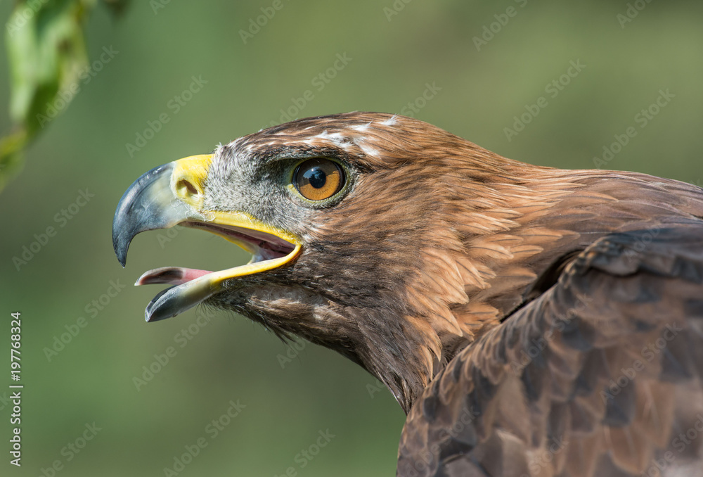 golden eagle, Aquila chrysaetos, orzeł przedni golden eagle, Aquila chrysaetos, orzeł przedni