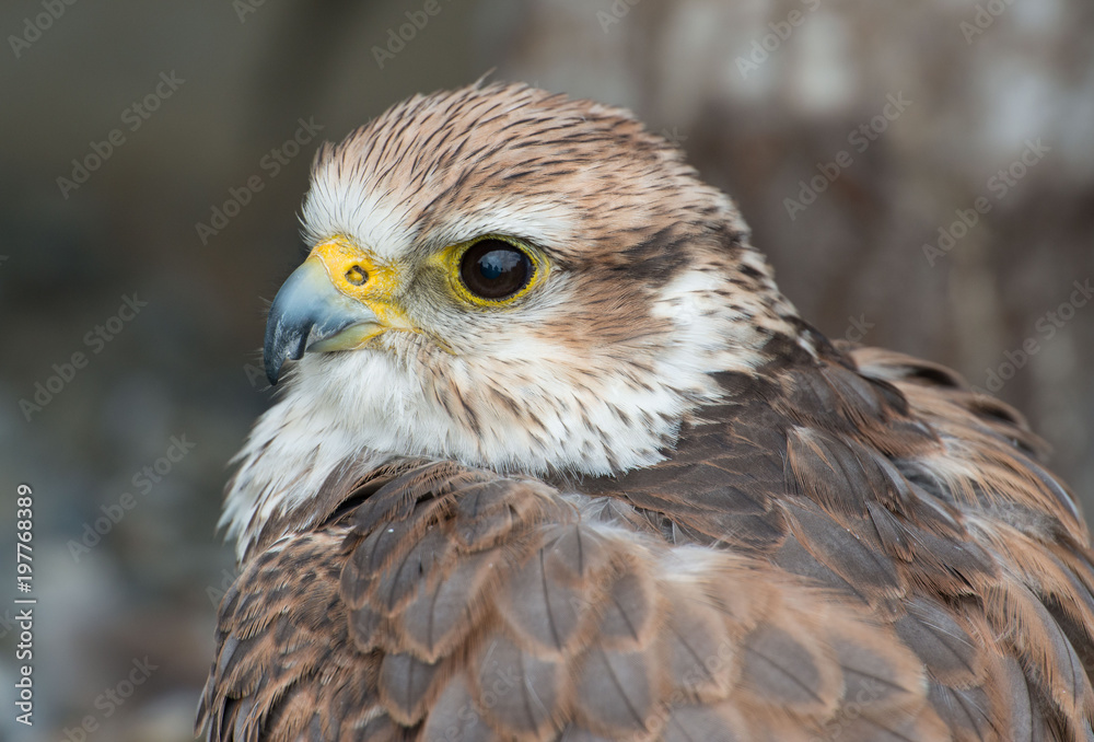 falcon falcon
