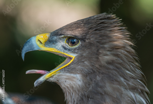 steppe eagle, Aquila nipalensis, orzeł stepowy