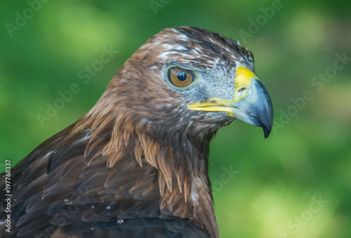 golden eagle  Aquila chrysaetos  orze   przedni