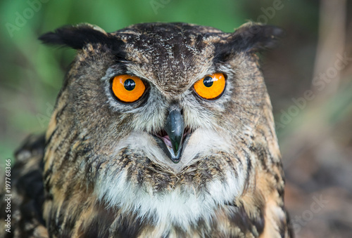 eagle-owl, Bubo bub, puchacz © Slawomir