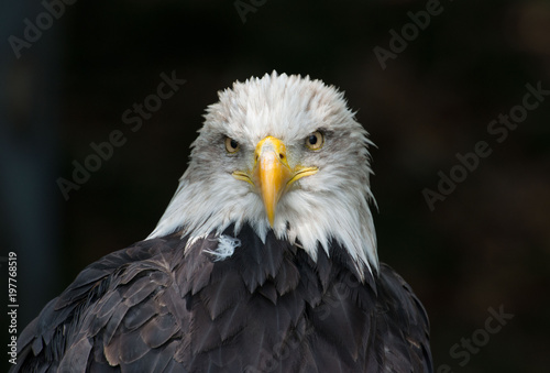 bald eagle Haliaeetus leucocephalus