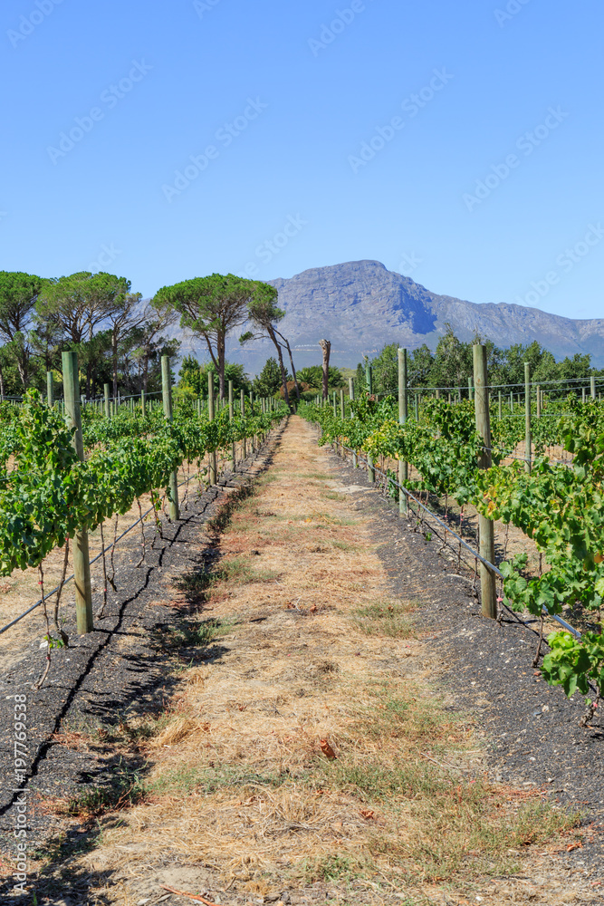 A Vineyard in South Africa