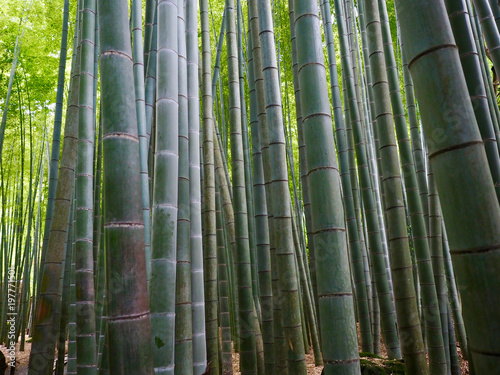 Hintergrund Bambuswald grün