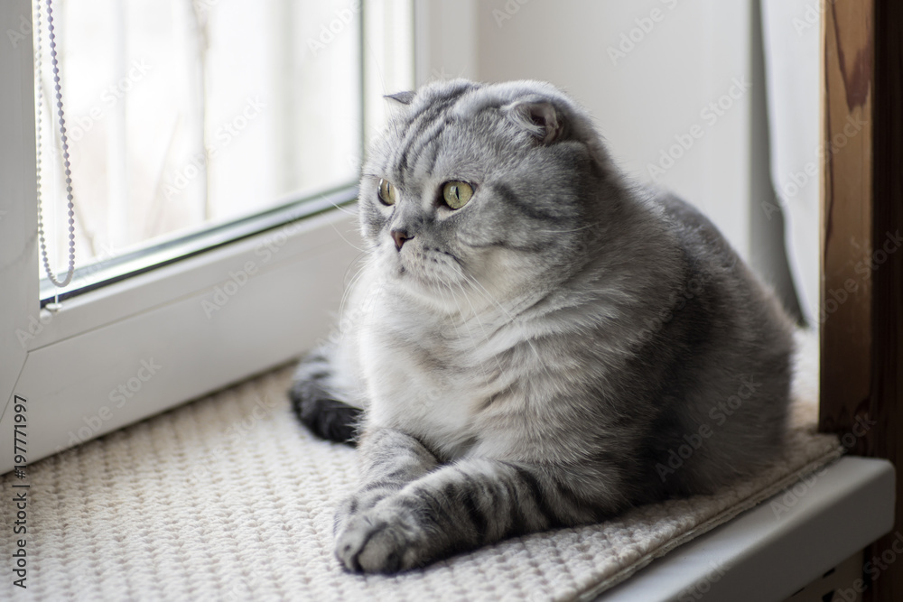 Gray Scottish Fold cats sitting on the window