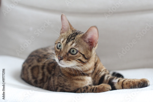 Adorable portrait of a Bengal cat