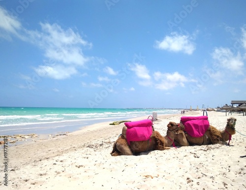 Sea and camels