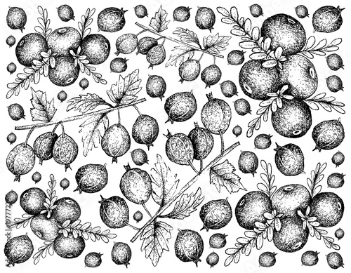 Hand Drawn of Black Velvet Gooseberry and Black Crowberry