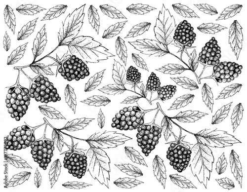 Hand Drawn Background of Fresh Blackberry Fruits