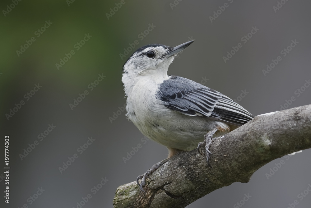 Fototapeta premium Curious Nuthatch