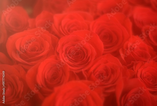 Rose background  close up photography