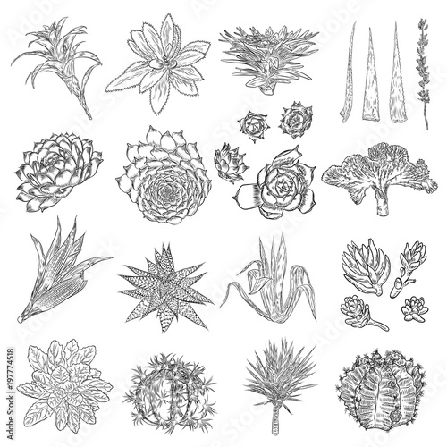 Set of house indoor plant. Set of hand drawn different cactuses in sketchy doodle style. Vector.