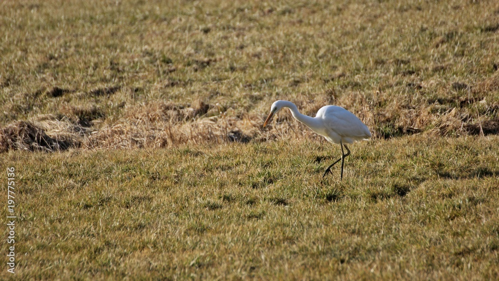 Silberreiher (Ardea alba) im Frühling auf der Jagd im Grünland
Silberreiher (Ardea alba) im Frühling auf der Jagd im Grünland